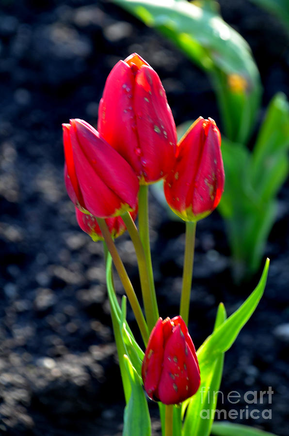 Red Tulips Photograph by Pravine Chester