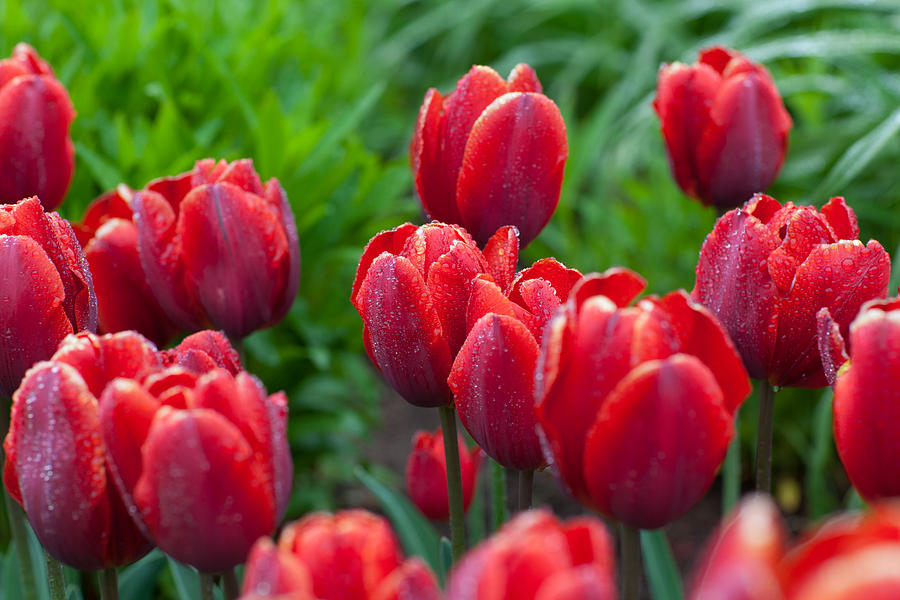 Red Tulips Photograph by Ralf Kaiser