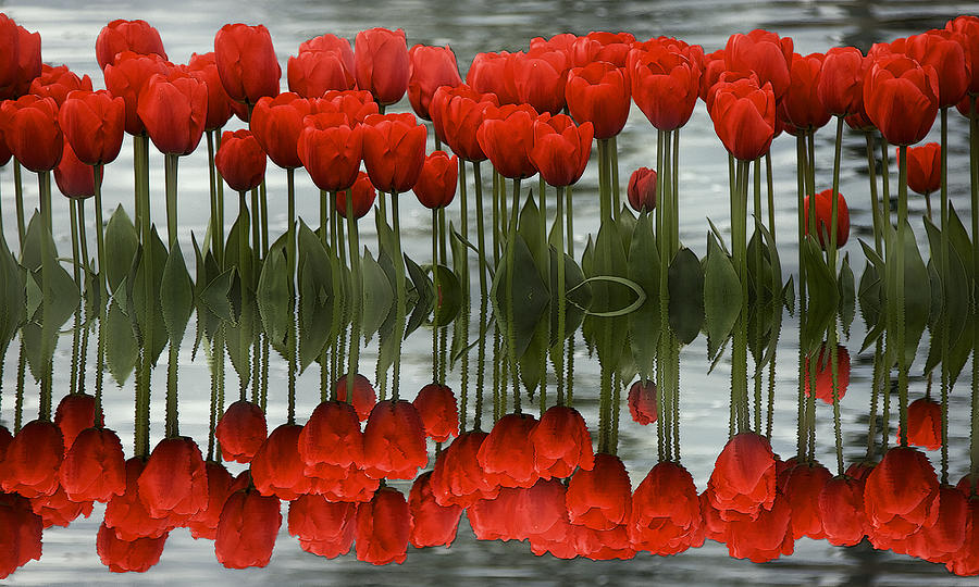 Red Tulips Reflection Photograph by Sonya Lang