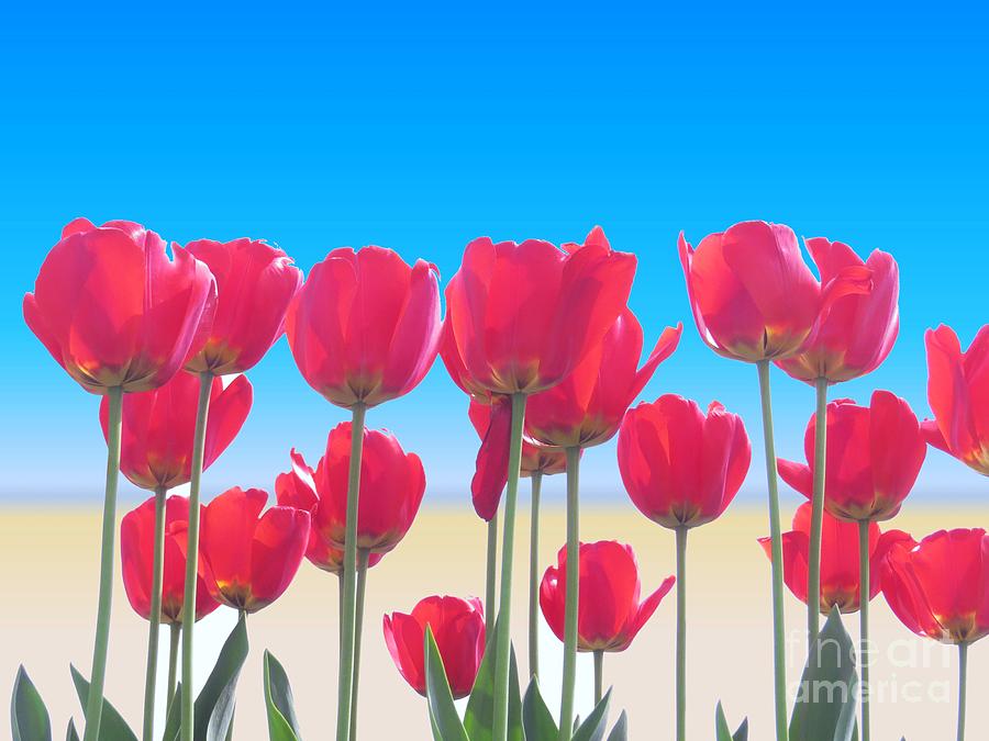 Red Tulips Photograph by Scott Cameron