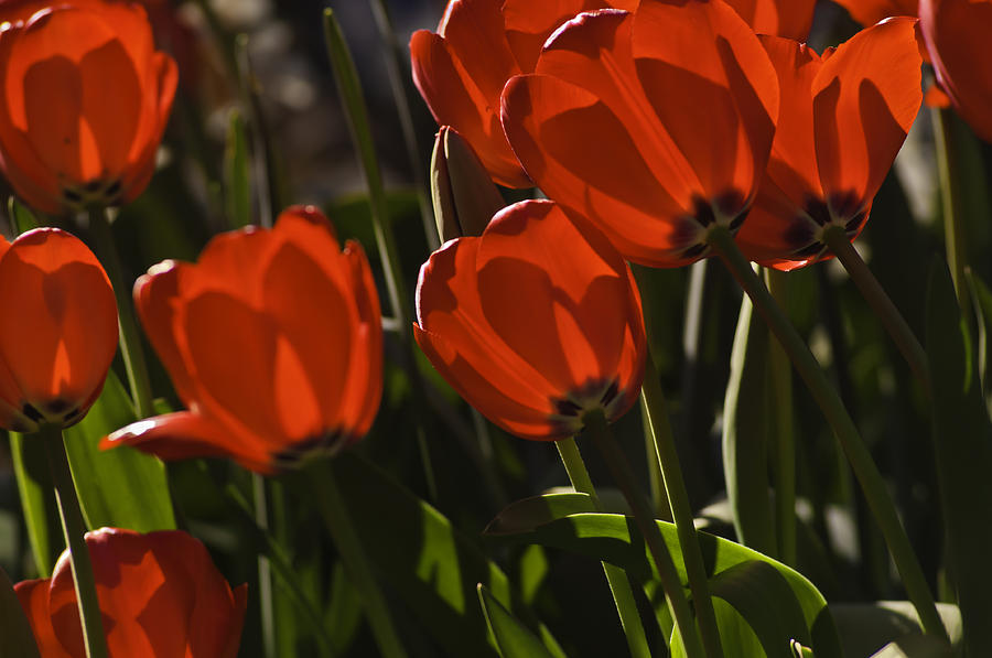 Red Tulips Photograph by Sherri Meyer