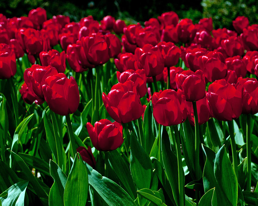 Red Tulips Photograph by Tikvahs Hope