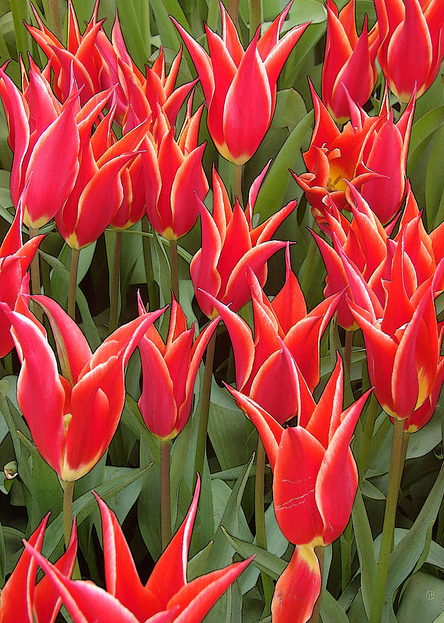 Red Tulips Together Digital Art by Gary Olsen-Hasek