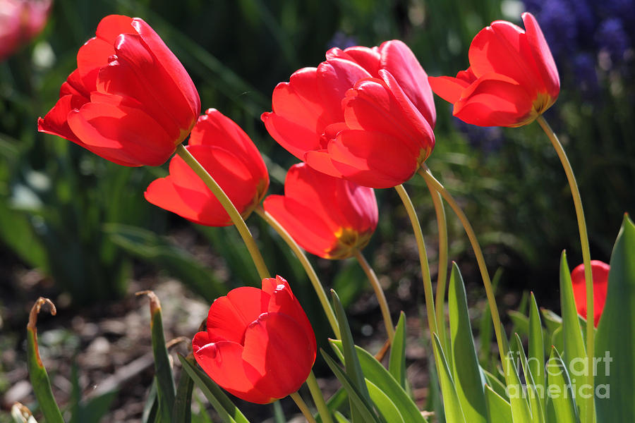 Red Tulips Photograph by Trina  Ansel
