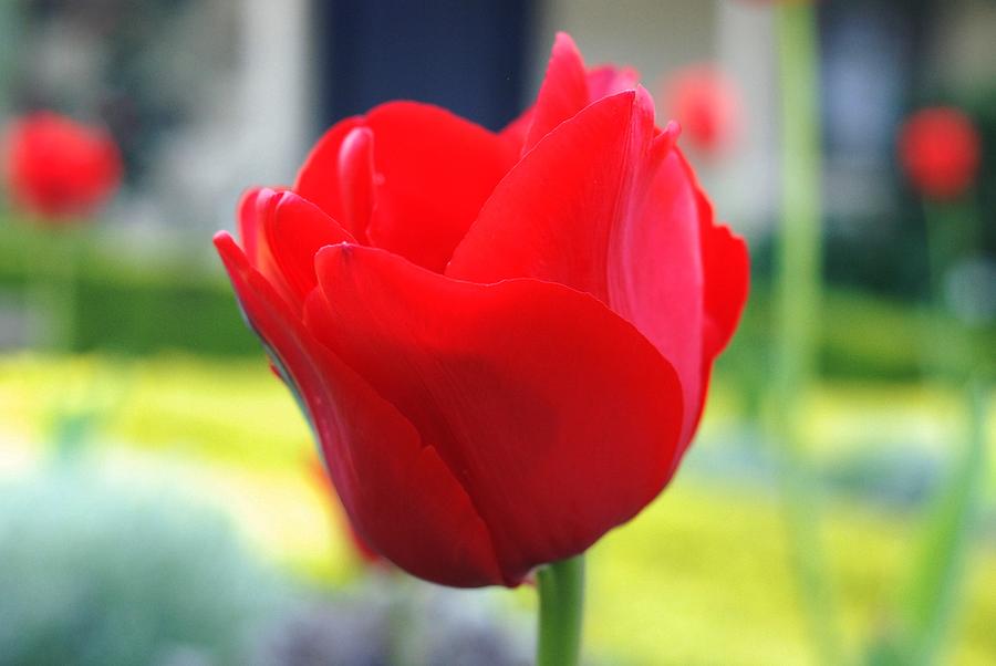 Flower Photograph - Red Tulips by Upekhya Palihapitiya