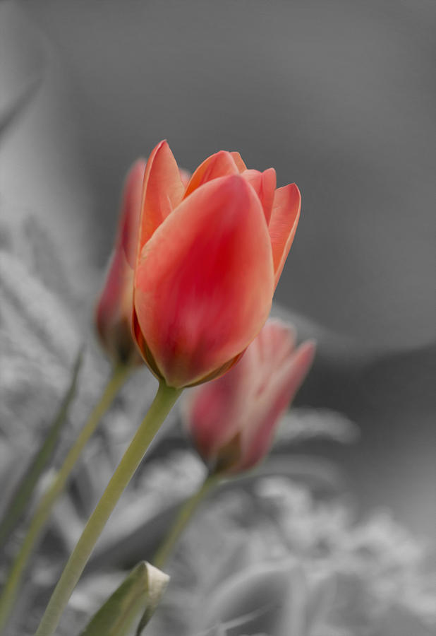 Red Tulips Photograph by Veli Bariskan