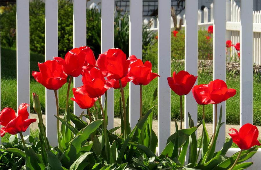 Red Tulips White Fence Photograph by Jeanette Oberholtzer