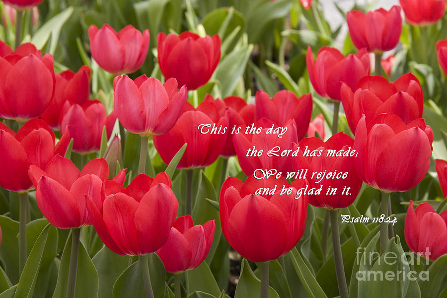 Red Tulips with Scripture Photograph by Jill Lang