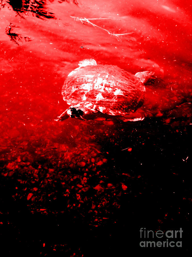 Turtle. RED and Black art Digital Art by Oksana Semenchenko