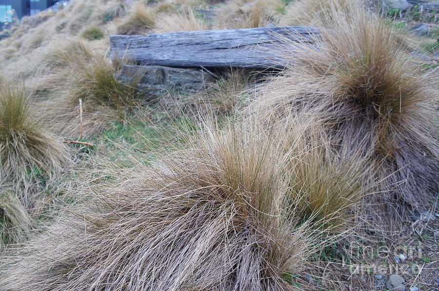 Red Tussock Photograph by Therese Alcorn