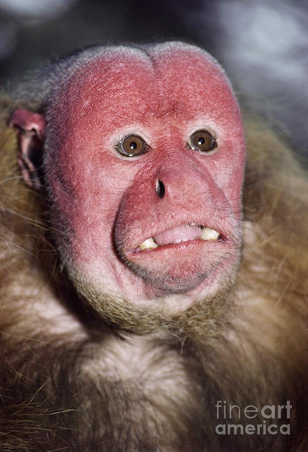 Monkey Photograph - Red Uakari by Daniel Heuclin