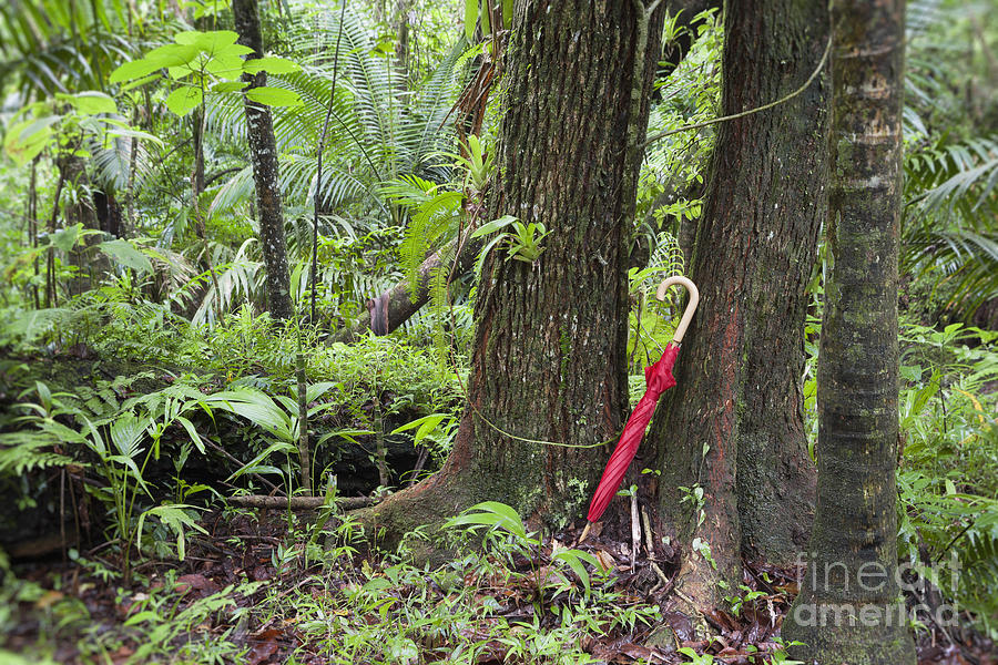 Red umbrella leaning against tree in rainforest Photograph by Bryan Mullennix