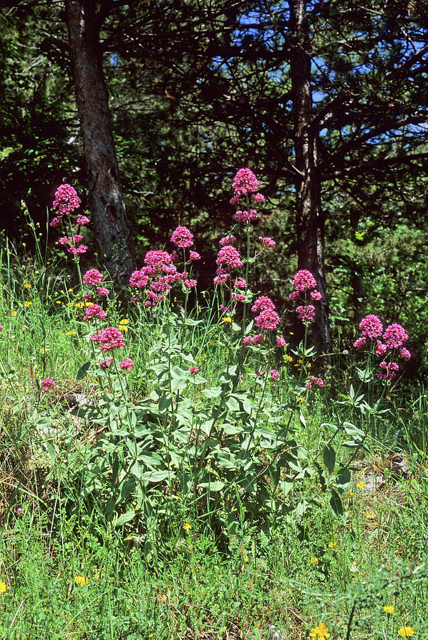 Summer Photograph - Red Valerian (centranthus Ruber) by Bruno Petriglia/science Photo Library