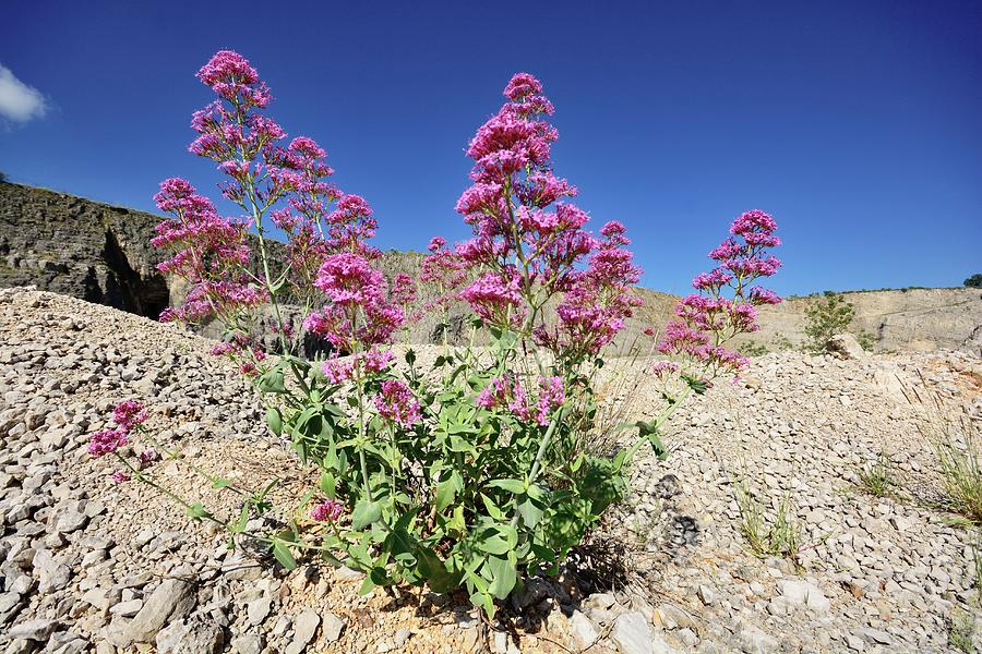 Red Valerian (centranthus Ruber) Flowers Photograph by Bruno Petriglia