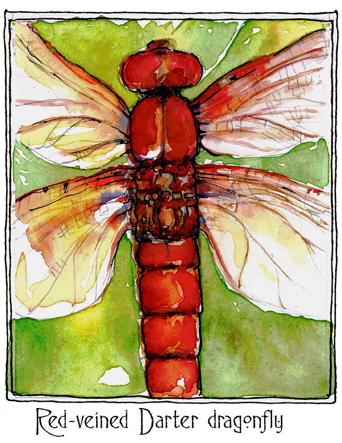Red-veined Darter Dragonfly Painting by Maureen Moore