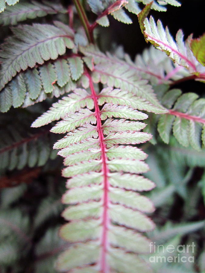 Red Veined Fern Photograph by Cynthia  Clark