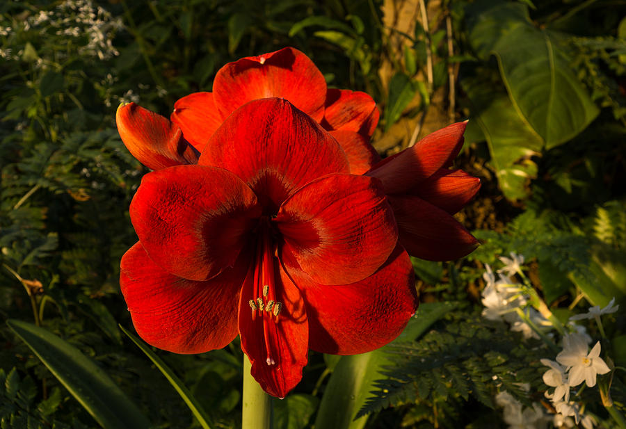 Red Velvet in the Garden Photograph by Georgia Mizuleva