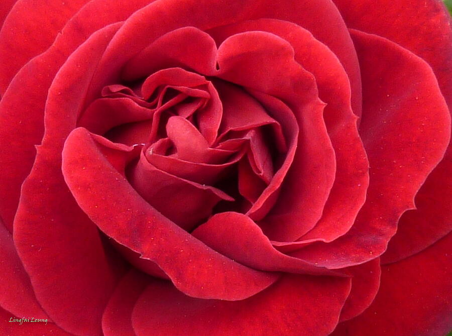 Red Velvety Rose Photograph By Lingfai Leung