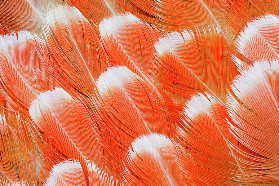 Feather Still Life Photograph - Red Vent Cockatoo Rump Feathers by Darrell Gulin