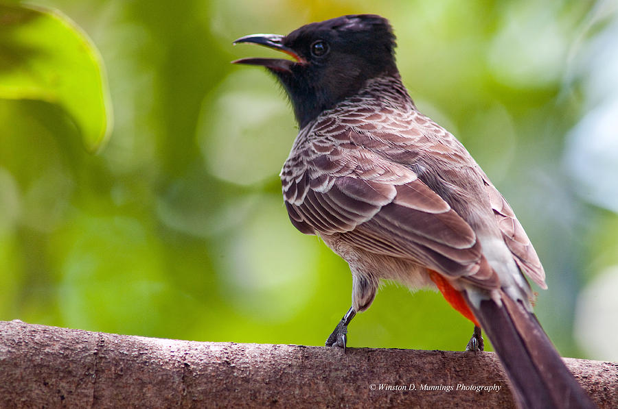 Red Vented Bulbul Photograph by Winston D Munnings
