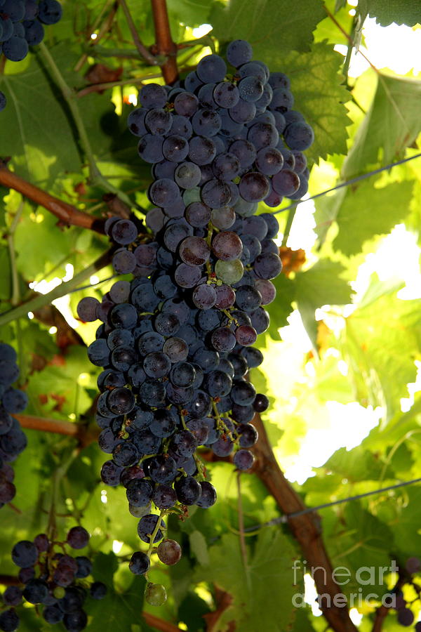 Red Vernatsch Wine Grape Photograph by Christiane Schulze Art And Photography