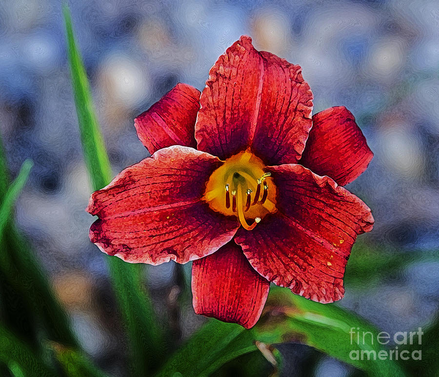 Red Volunteer Daylily Photograph by Paul Mashburn