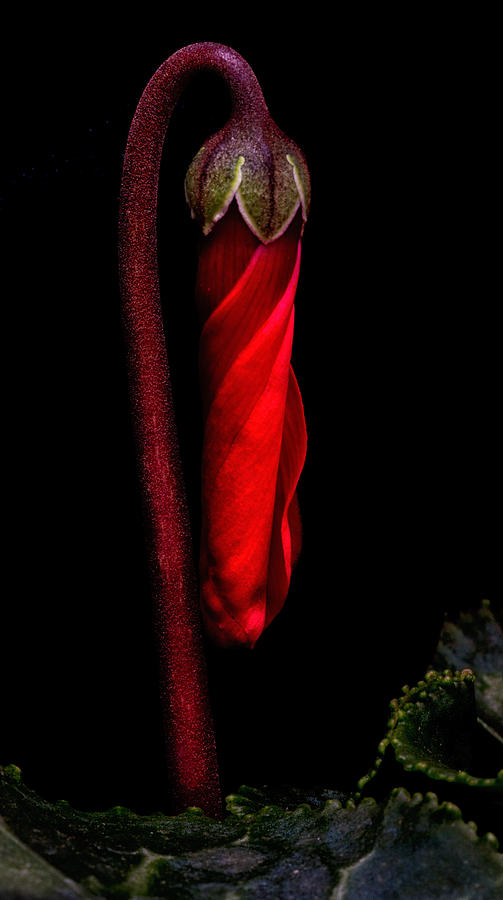 Red Waiting To Bloom Photograph by Robert Woodward