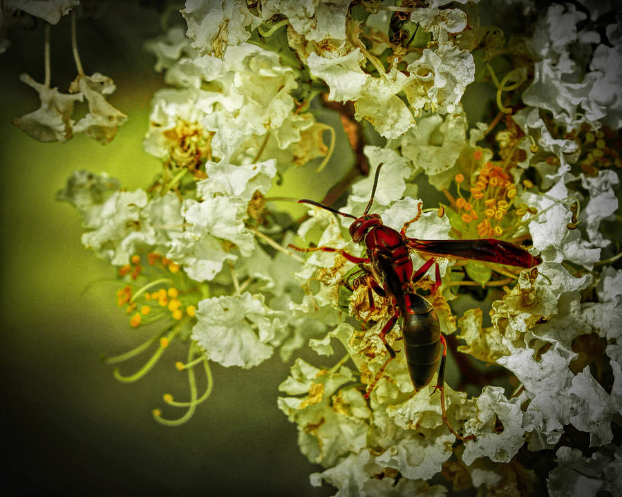 Red Wasp Photograph by Dave Bosse