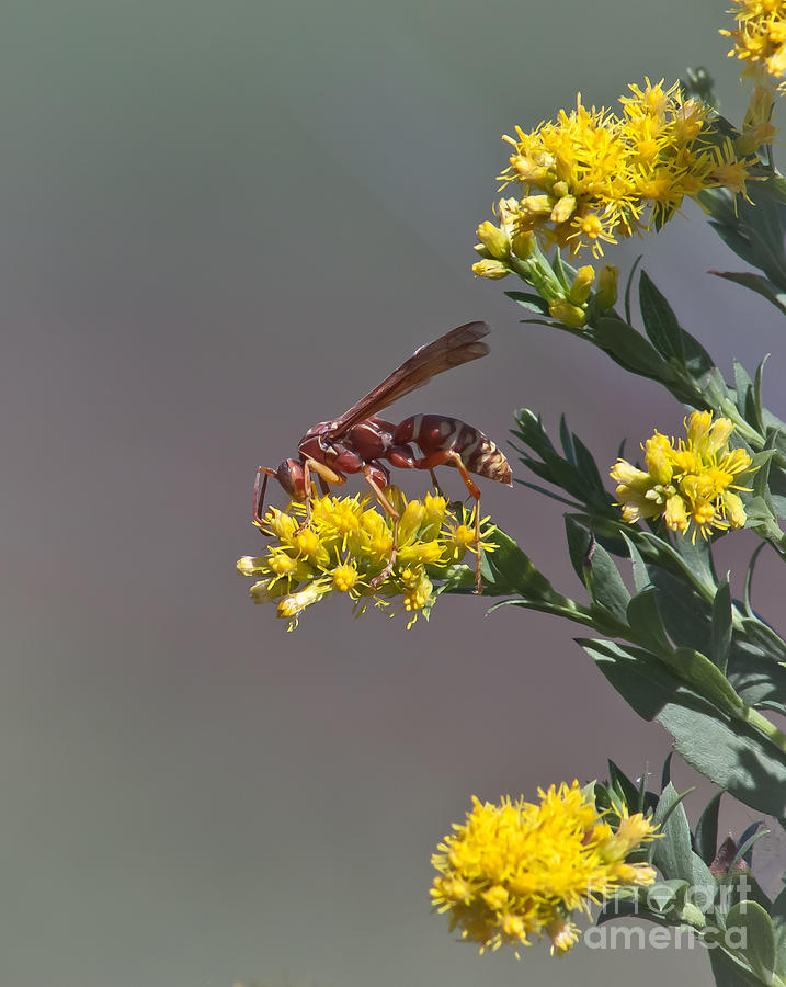 Red Wasp Photograph by Robert Frederick