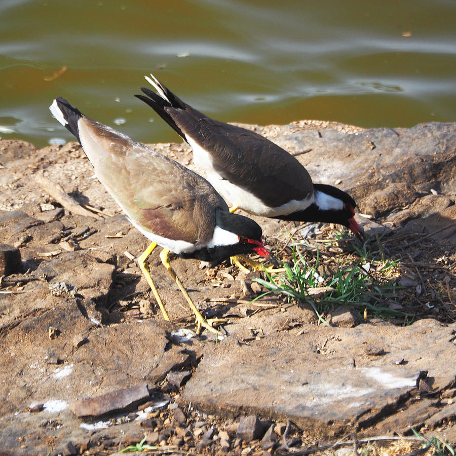 Red-wattled Lapwing Photograph by C H Apperson