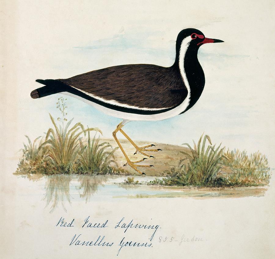 Red-wattled Lapwing Photograph by Science Photo Library Red-wattled Lapwing Photograph by Science Photo Library