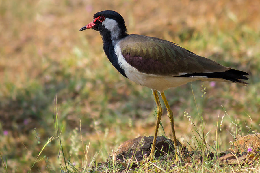 Bird Photograph - Red-wattled lapwing by Vijay Sonar