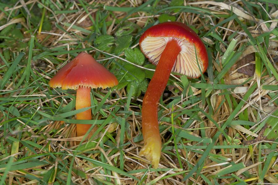 Red Waxcap Fungi Photograph by Sinclair Stammers - Fine Art America