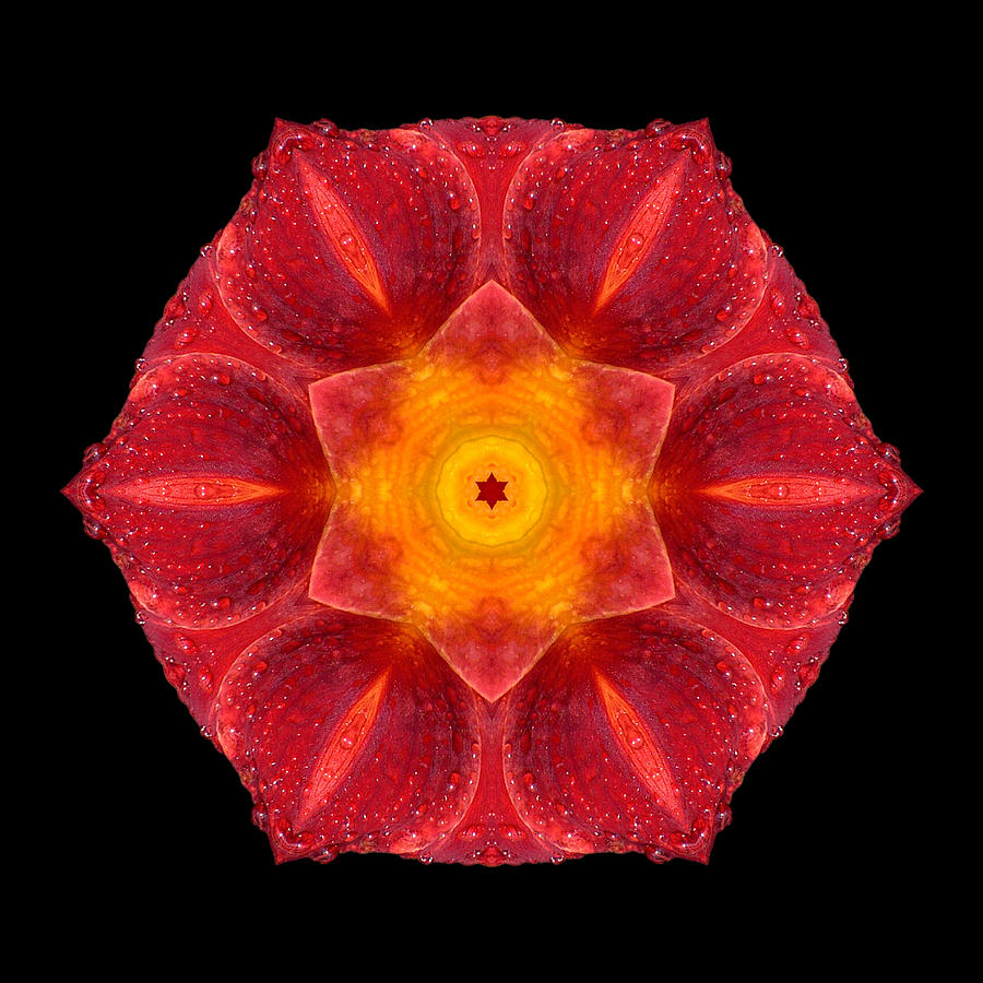Red Wet Lily Flower Mandala Photograph by David J Bookbinder