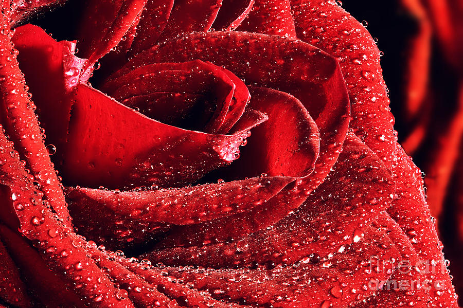 Rose Photograph - Red wet rose close-up by Michal Bednarek