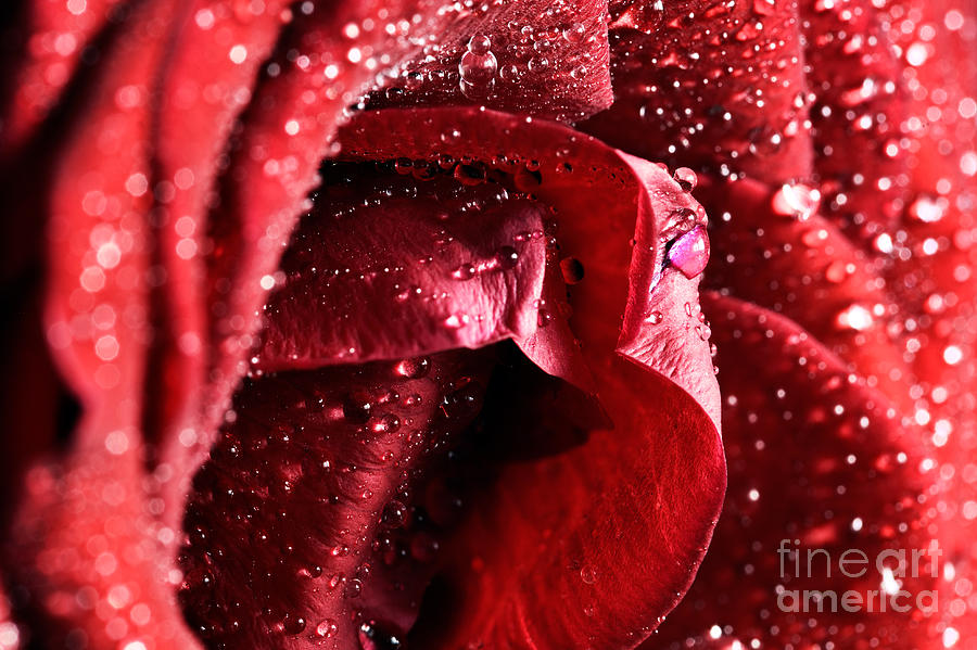 Red wet rose flower close-up Photograph by Michal Bednarek