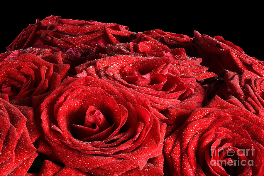 Flower Photograph - Red wet roses flowers isolated on black background by Michal Bednarek