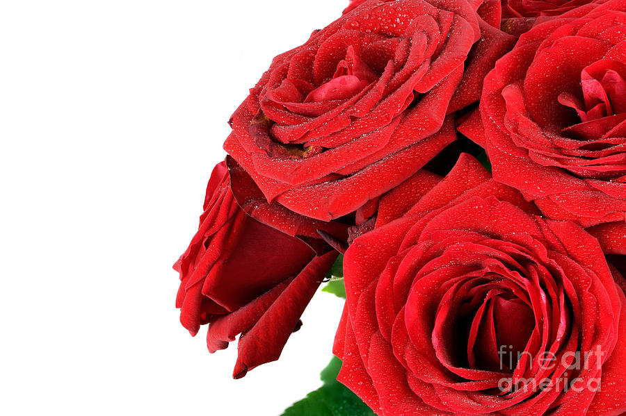 Red wet roses flowers isolated on white Photograph by Michal Bednarek