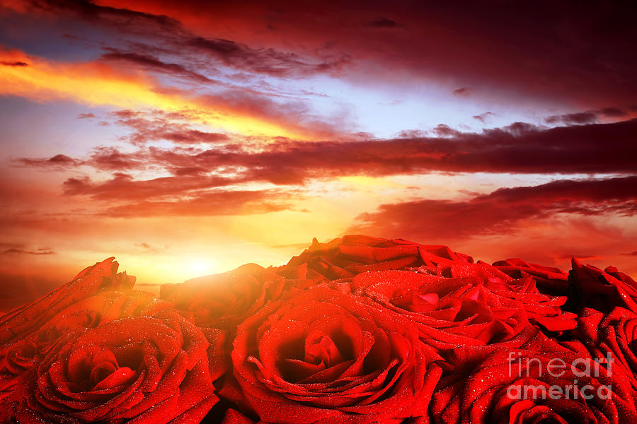 Flower Photograph - Red wet roses flowers on romantic sunset sky by Michal Bednarek