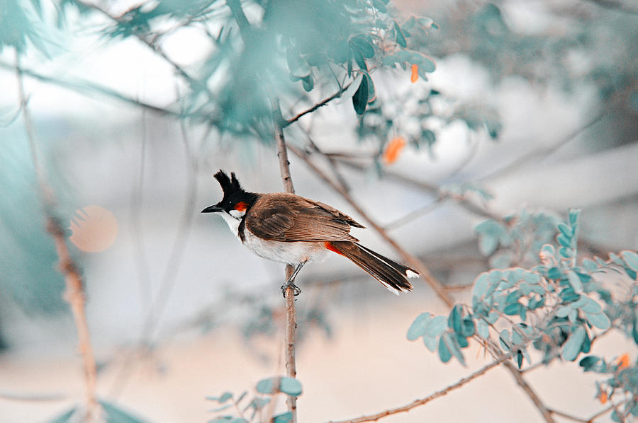 Red-Whiskered Bulbul. Nature in Alien Skin Photograph by Jenny Rainbow