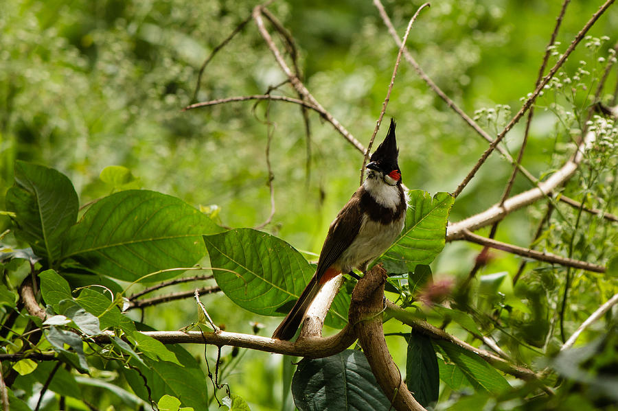 Red-whiskered Bulbul Photograph by SAURAVphoto Online Store