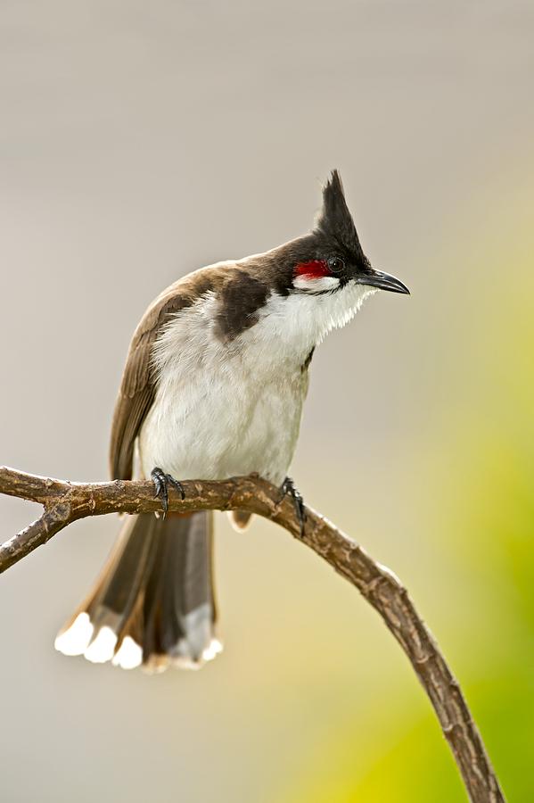 Animal Photograph - Red-whiskered bulbul by Science Photo Library