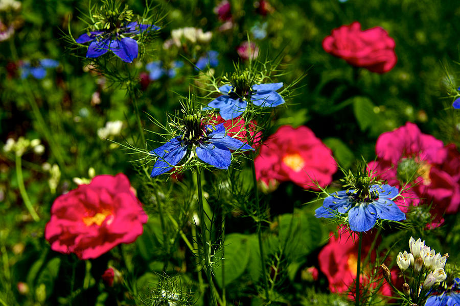 Red White and Blue Photograph by Kathi Isserman