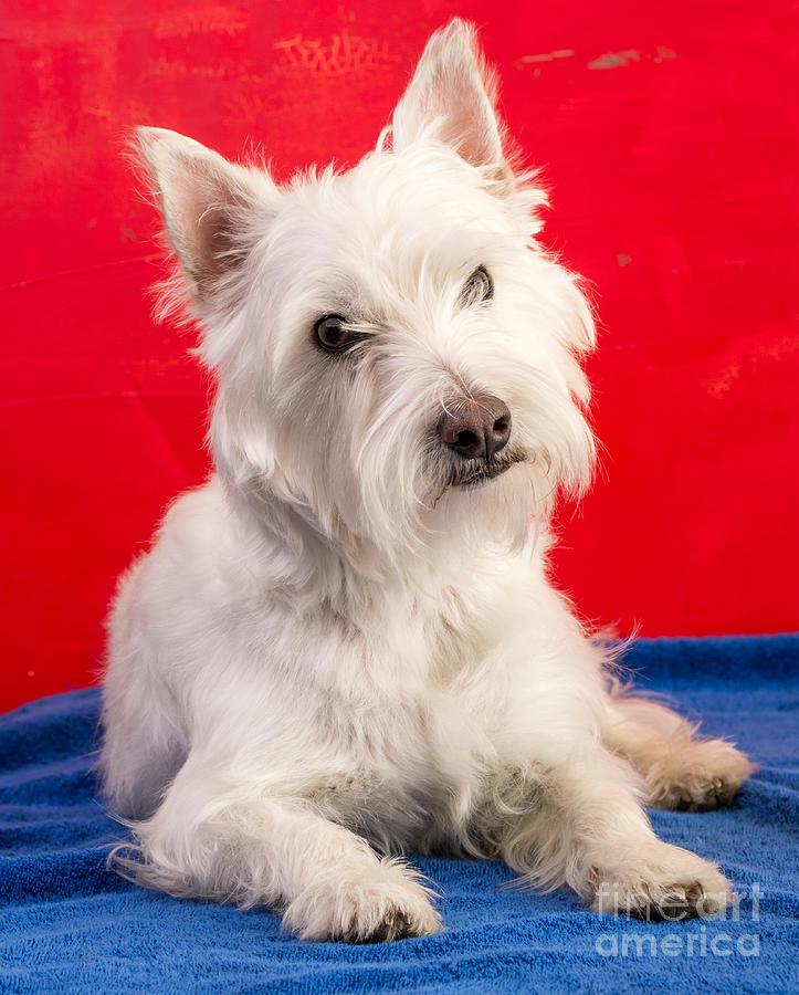 Animal Photograph - Red White and Blue Westie by Edward Fielding