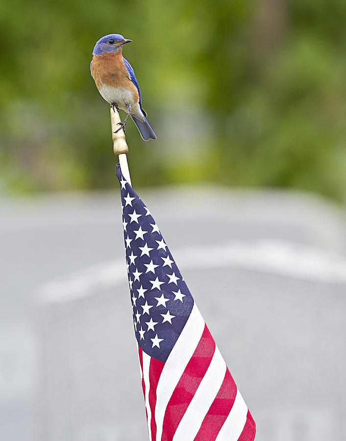 Red White And Bluebird Photograph