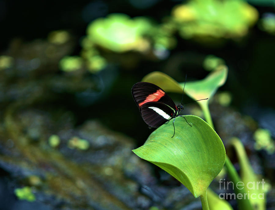 Red White Black Butterfly Photograph