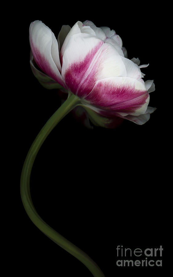 Red White Double Tulip Photograph by Oscar Gutierrez
