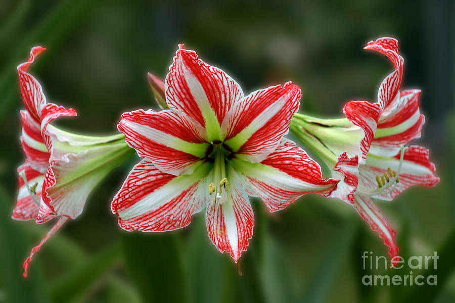 Flower Photograph - Red White Trio by Bob Hislop