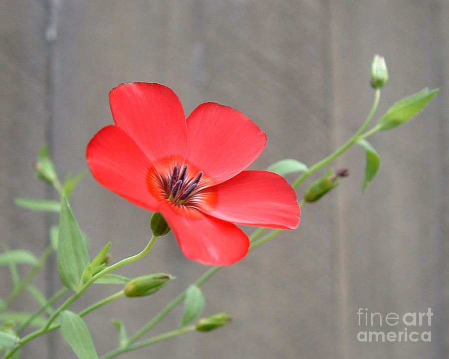 Red Widlflower Photograph