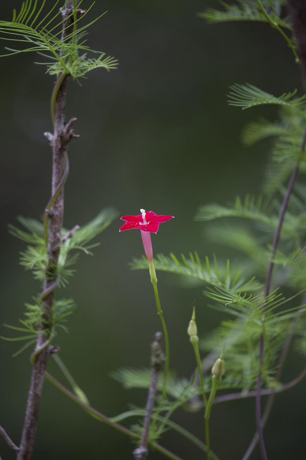 Kakadu National Park Photograph - Red Wild Flower by Douglas Barnard